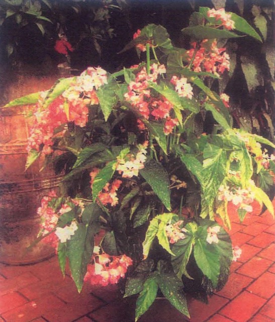 B. ‘Ame-no-Shizuku’